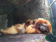 Izzy, a golden lion tamarin resting with her two infants. 