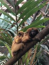 Izzy, a golden lion tamarin with her two infants. 