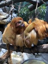 Golden lion tamarins Izzy and Mo with their two infants. 