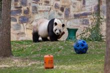 A giant panda standing near a series of enrichment items placed throughout a grassy yard