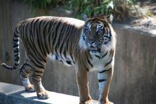 Sparky, the Zoo's male Sumatran Tiger.