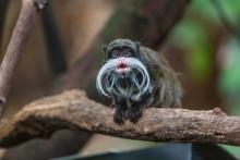 Fleck, one of the new emperor tamarins at the Zoo's Amazonia exhibit. He has a slightly bushier mustache than his brother Poe.