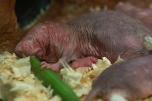 Naked mole-rat pup. 