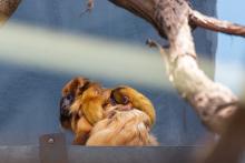 Izzy, a female golden lion tamarin with her two infants on her back. 