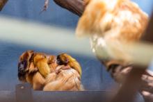 Izzy, a female golden lion tamarin with her two infants on her back 