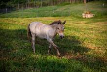 Dahlores, a Przewalski's horse filly at the Smithsonian Conservation Biology Institute. 