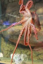 pink octopus with outstretched arms