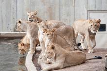 lion cubs by water