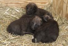 four dark pups resting on straw