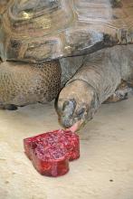 tortoise eating heart-shaped food