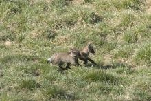 wolf cubs running