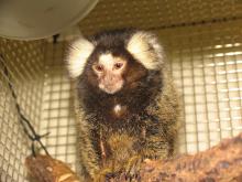 small monkey with prominent tufts on its ears