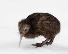 small brown kiwi