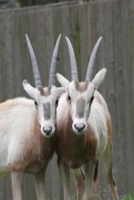 two oryx