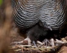 rail and chick