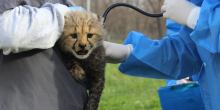 On the left, a unidentifiable keeper, wearing a dark grey T-shirt over a light grey long sleeves shirt, holds a 6-week-old male cheetah cub. On the right, an unidentifiable vet wearing blue scrubs and white latex gloves, holds a stethoscope up to the cub.