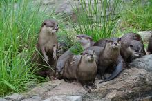several otters