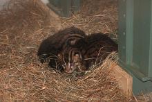 Twin Fishing Cats Born at the National Zoo?ÑÓa First
