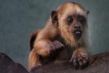baby monkey