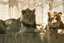 two lions lying