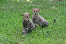 cheetah cubs scampering