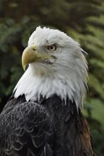 eagle closeup