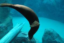 seal swimming