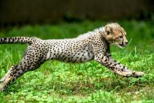 cheetah cub running