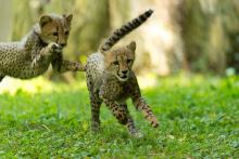 cheetah cubs playing
