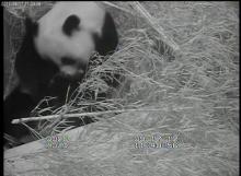 panda in bamboo