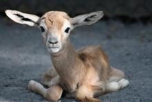 baby dama gazelle