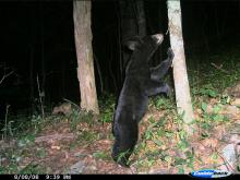 bear leaning against tree