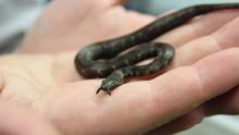 small snake in the palm of a hand