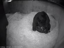 bear cubs in den