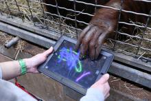 Orangutan touching an ipad