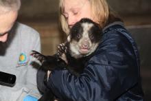 black and white bear cub being examined