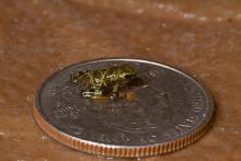 tiny frog dwarfed by quarter