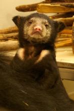 sloth bear cub upright