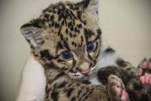 cub in the hand