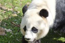 panda in grass