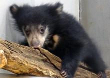 bear cub climbing branch
