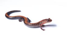 Eastern red-backed salamander