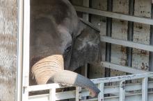 Asian Elephant Bozie Arrives at the Smithsonian's National Zoo