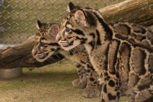 Two clouded leopard cubs