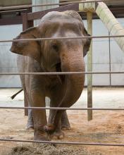 Asian Elephant Bozie Debuts at the Smithsonian's National Zoo