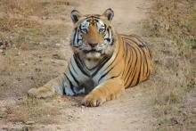 tiger on trail