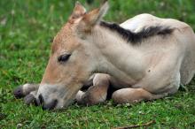 foal resting