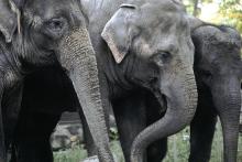 three elephants