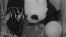 panda with tiny newborn cub