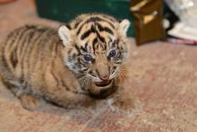 Tiger cub resting